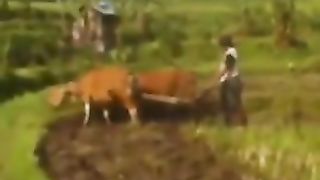 Membajak sawah tradisional