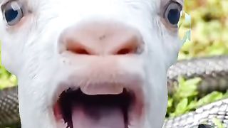 Cute snak & goat