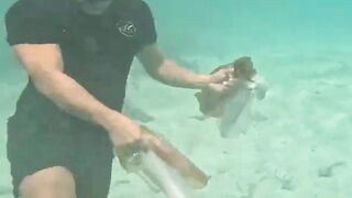 dive in the sea and look for fish 6