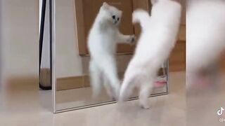 Funny babycat video in world