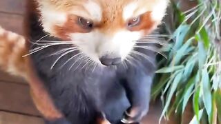 The  cute Red Pandas