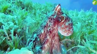 Video Of An Octopus Playing Calm Music lovely octopus in the ocean