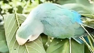 Nature beauty 9