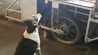 Nice dog