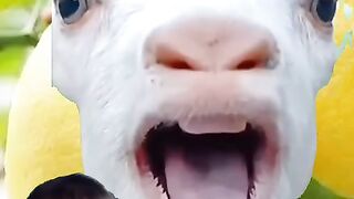 Goat & lemon cute