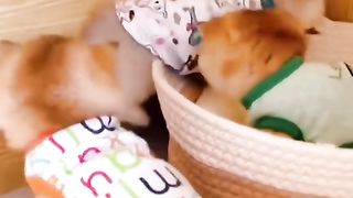 cute kitten behavior