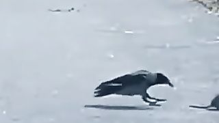 Ohh. Amazing crow