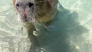 Capys swimming in the tiger pool