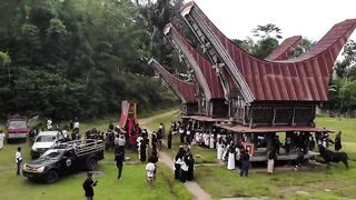 this is the process of a royal funeral for the Toraja tribe of Sulawesi, Indonesia