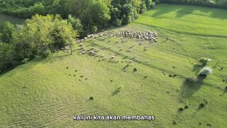 Terungkap! Fakta Menarik Hewan Lebah, Rubah Merah, dan Penyu yang Jarang Diketahui
