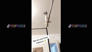 ULTIMATE TIKTOK FUNNY ANIMAL FAILS COMPILATION ????????