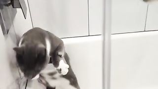 Ultimate funniest animal fails compilation 2022 || PETASTIC
