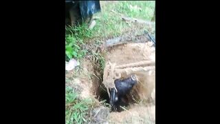 The action of saving a buffalo that had fallen into a well, which was very dramatic, Pity