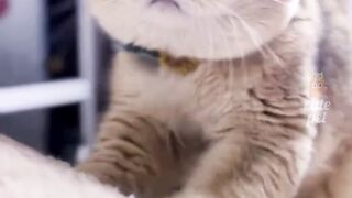 Funny Cat 20