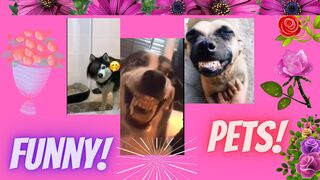 Funny and crazy pets.