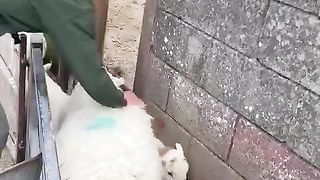 Quick-and-Easy-Sheep-and-Lamb-Sorting
