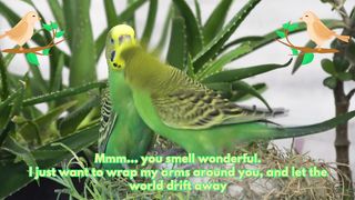 Romantic Things to Say to Your Love 2