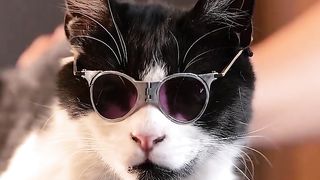 Cat like a gangster