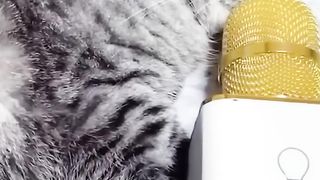 OMG So Cute  Funniest Cats and Dogs Videos 2023