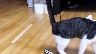 Funniest Cats and Dogs Videos 2023