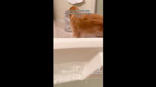 Funny TikToks That If You Laugh You Loose | TikTok Compilation