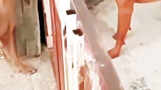 Entertaining video 2