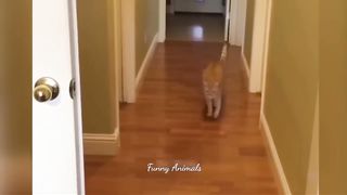 Animaux les plus drôles 2023????Chats et chiens les plus drôles????????