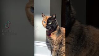 КОШКИ В стиле ТИК ТОК  funny cats
