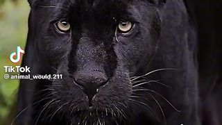 Black panther????????????