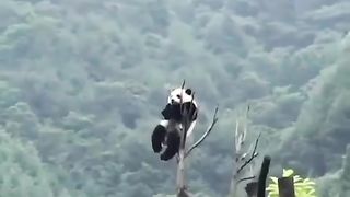 Panda 5