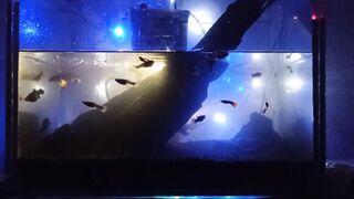Ide untuk aquarium didalam Kamar KEREN!
