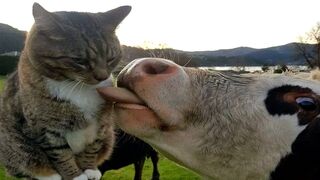 FUNNY CAT MEMES COMPILATION OF 2023 8