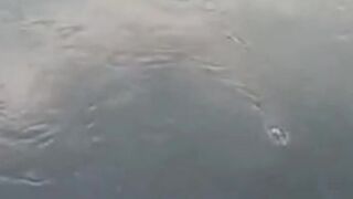 Straik ikan kerapu monster