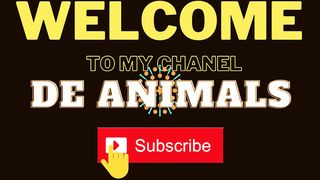 Amazing animal sound