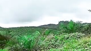 Nature video 14