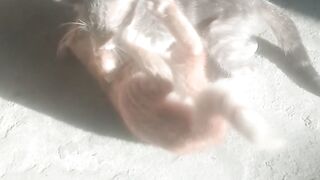 Two kittens 2