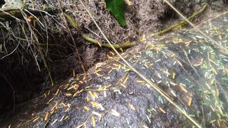 Mountain water flows so clear