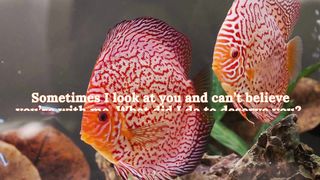 Sweet words For My Love