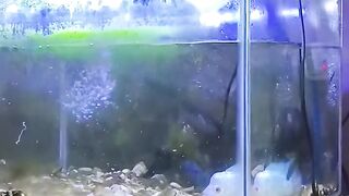cleaning the lohan fish aquarium,,,