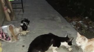 Cat Life