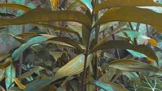 Leaf On Cinematic Video - Eps. 2