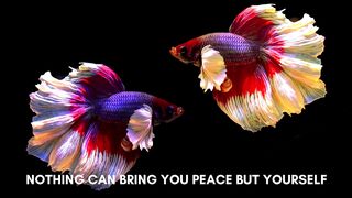 Quotes To Make Sense Of The Feeling 2