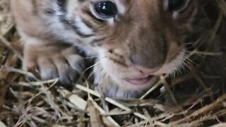 THE #SHORTS OF TIGER'S CHILD A FUNNY VIDEO ABOUT CUBS