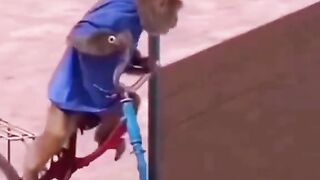 Funny animal 15
