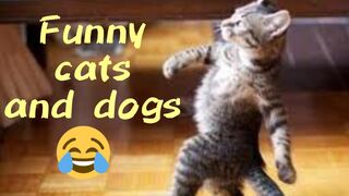 Funny cats and dogs | the most interesting moments