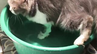 It's time for the cat to take a bath