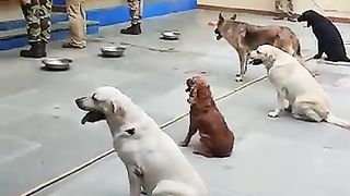 Chiens sages
