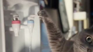 smart cat   smart cat funny cat viral cat legend cat cute animal