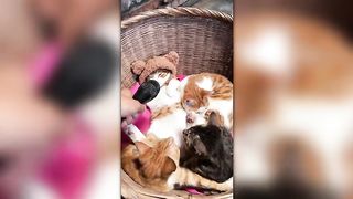 Try Not to Laught! The Funniest Pet Videos Ever!
