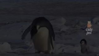 cute animals 2